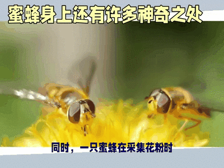 小蜜蜂辅助缩略图