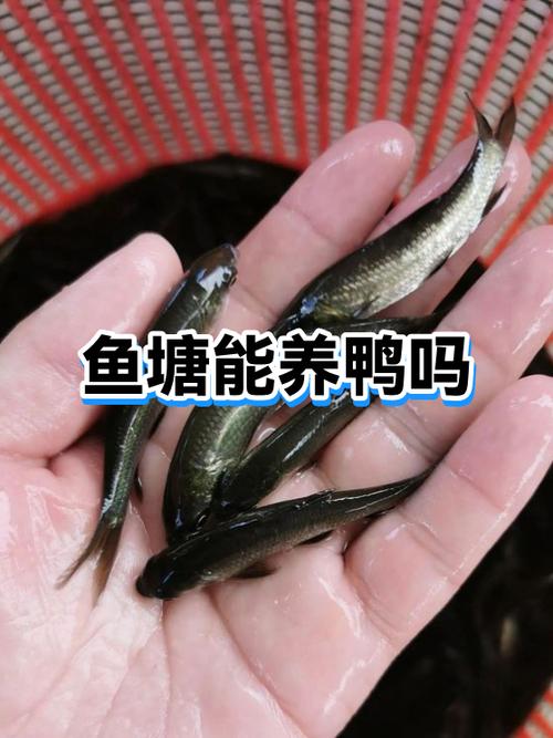 养鸭怎么不用清理粪便图标