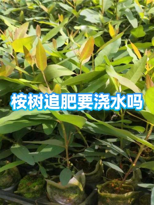 桉树最忌三种肥料图标