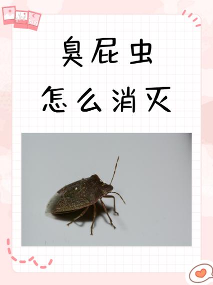 臭屁虫最怕3种药图标