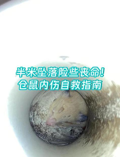 仓鼠多高摔下来会死图标