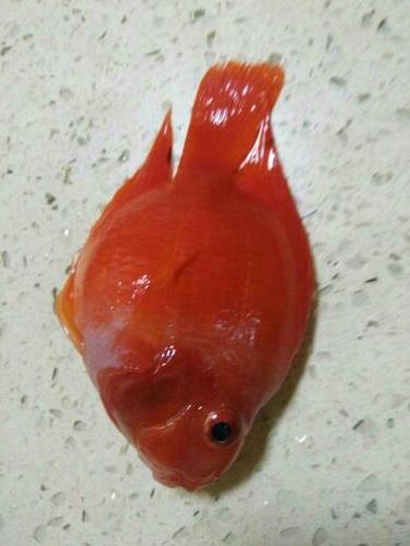 鹦鹉鱼死前征兆缩略图