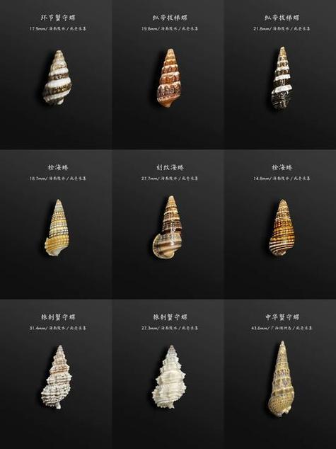 螺的品种图片及名字图标
