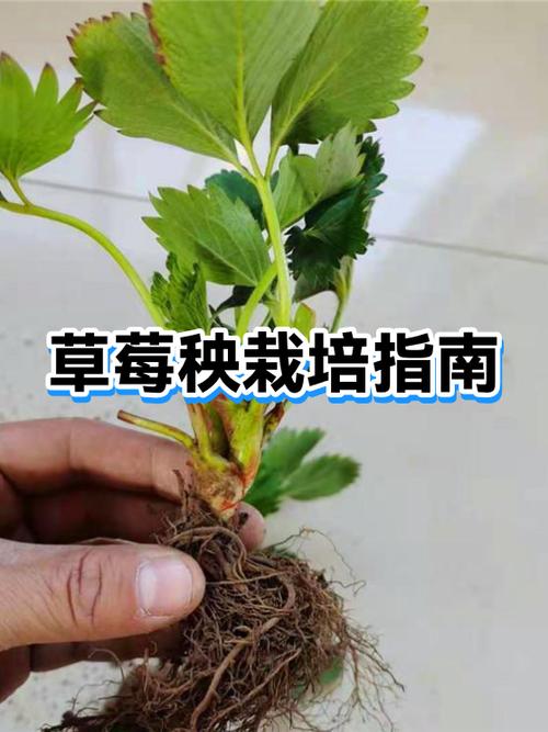 草莓好种吗缩略图