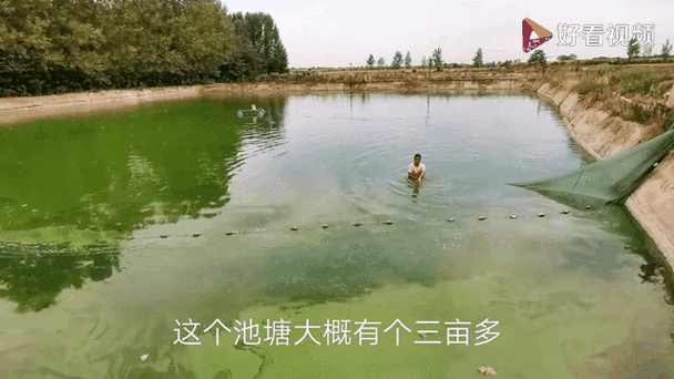 超级大鱼塘一天挣多少