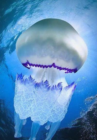 海底精美图片缩略图