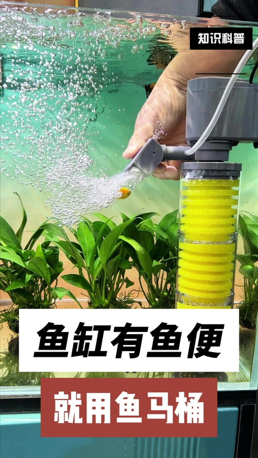 鱼缸的鱼粪怎么处理图标