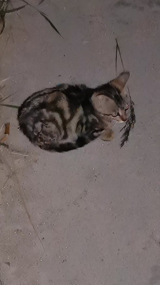 蝴蝶猫是好猫吗?