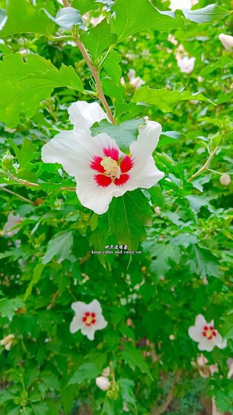 木槿花护肤产品缩略图