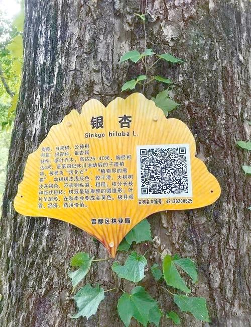 怎么查看银行卡卡号
