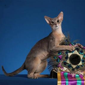 阿比西亚尼亚猫图标