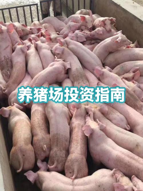 养100头猪的利润缩略图