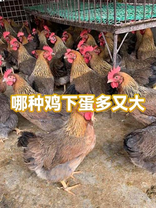 什么品种的鸡下蛋最多缩略图
