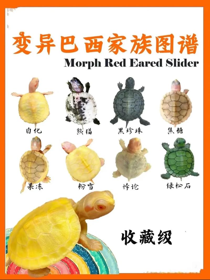 龟族论坛缩略图