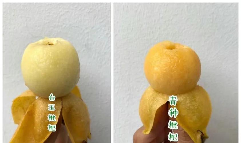 枇杷有什么别名缩略图