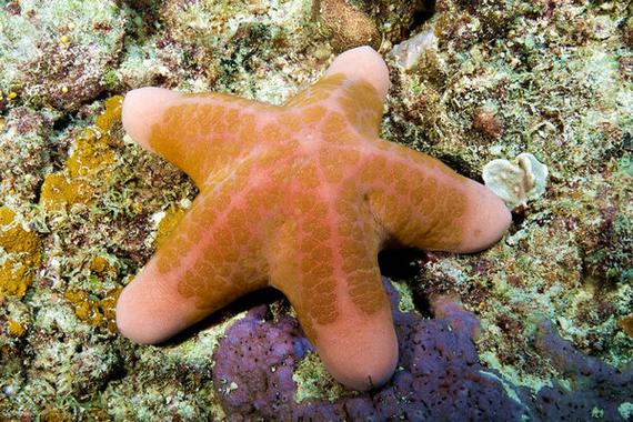 海星阅读理解缩略图