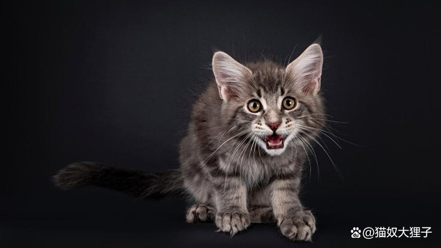 猫一直喵呜喵呜叫什么意思缩略图