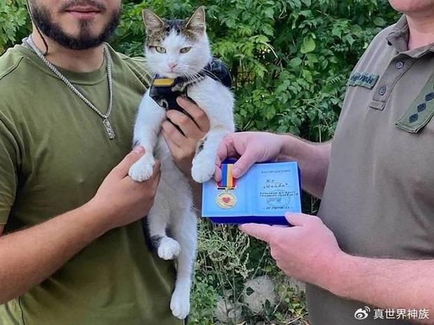 战斗喵星人游戏截图