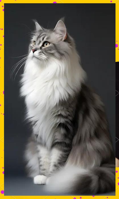长毛猫品种及图片图标