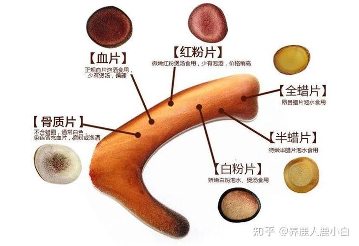 鹿茸真假怎么分辨