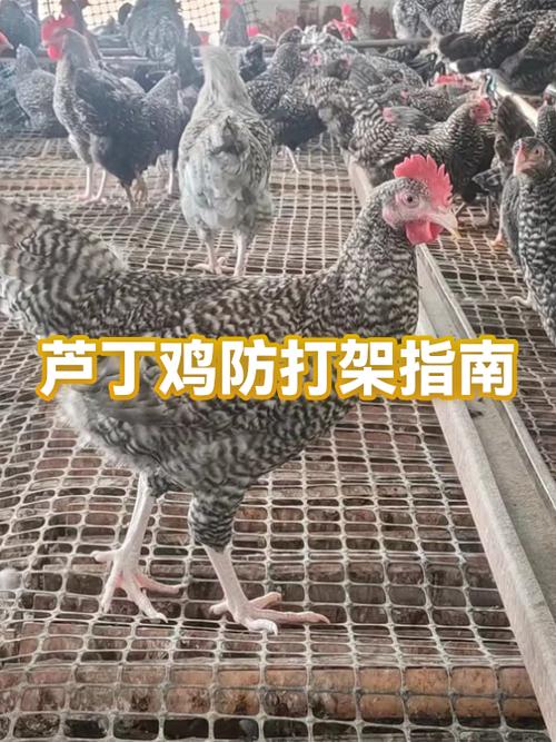 防止母鸡打架的土办法图标