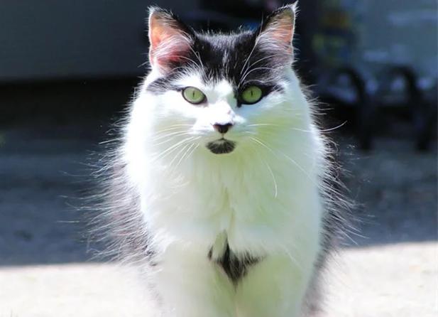 柴猫短视频缩略图