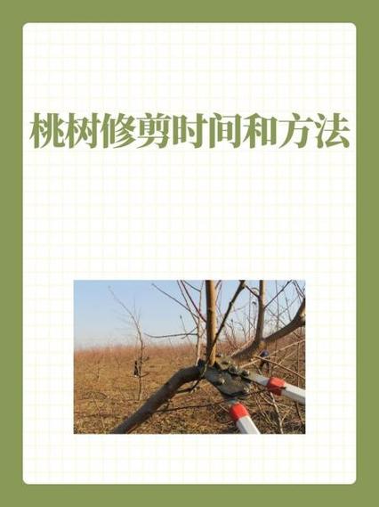 桃树剪枝怎样修剪缩略图