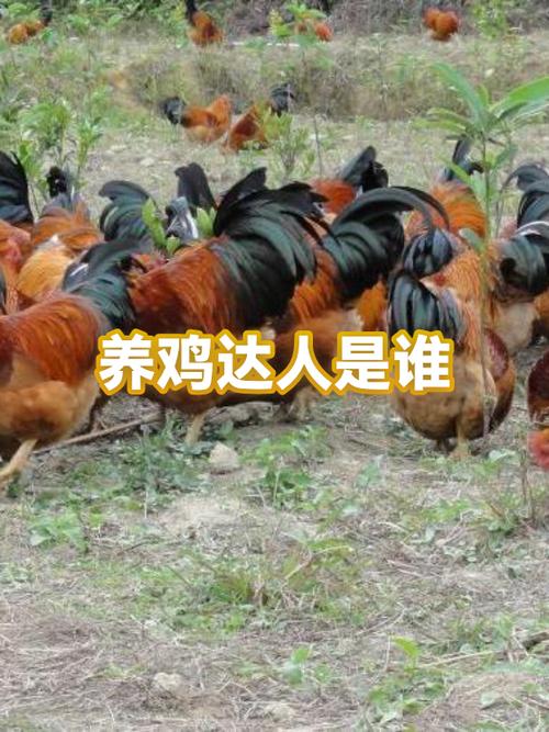 养鸡达人可以提现吗游戏截图