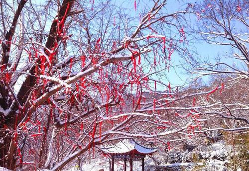 雪粉华,舞梨花