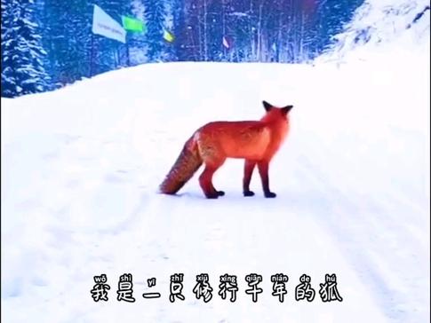 火孤狸商城在什么位置缩略图
