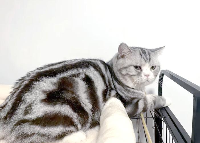 新手养猫的11个禁忌缩略图