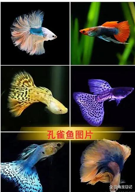 小孔雀鱼苗怎么喂食缩略图
