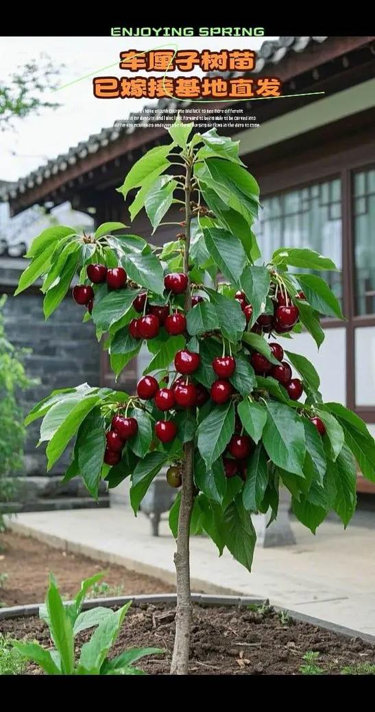 乔木树图片缩略图