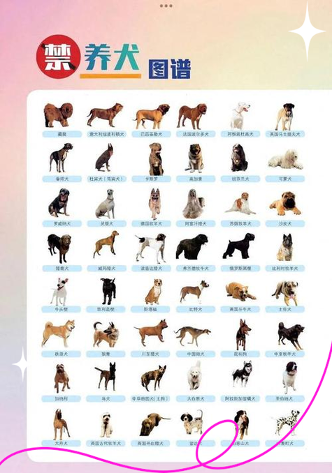 小型犬品种大全缩略图