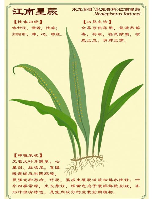 二星锚草任务在哪游戏截图