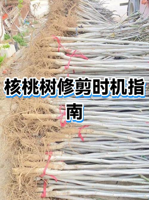 核桃树剪枝最佳时间缩略图