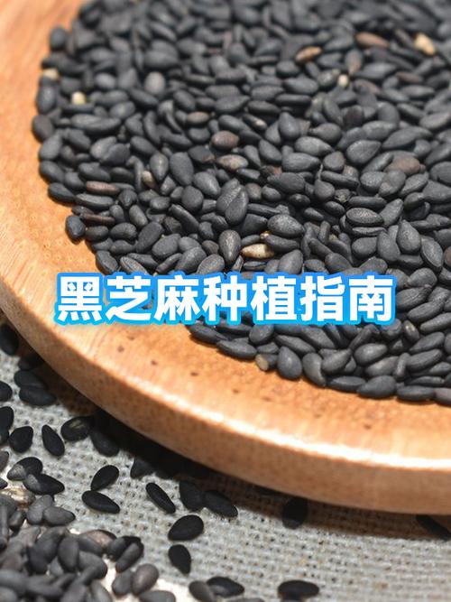 孕妇可以吃黑芝麻吗