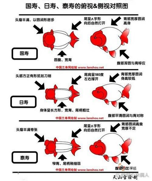 金鱼含义缩略图