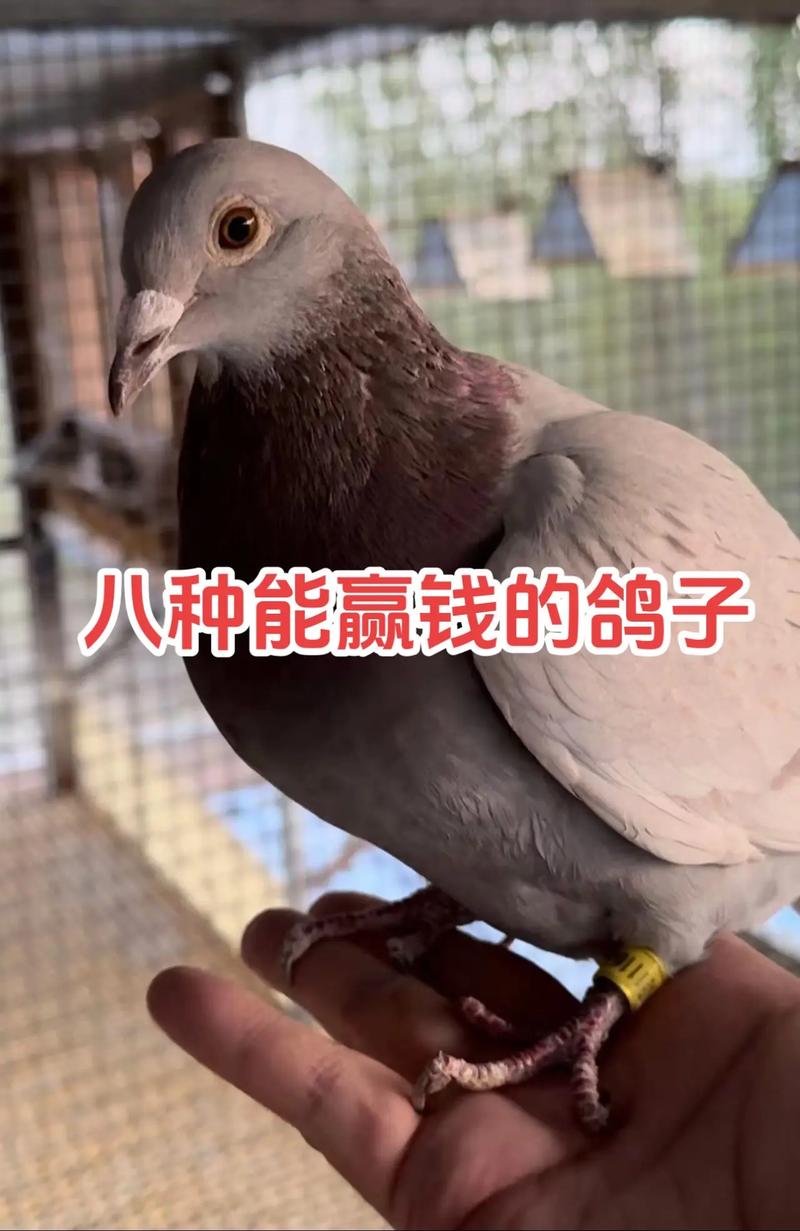 取个能赢钱鸽舍名