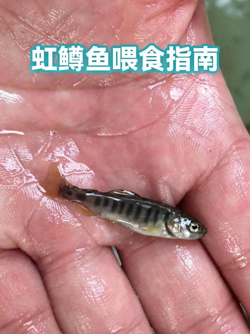 小斗鱼一天要喂几次游戏截图