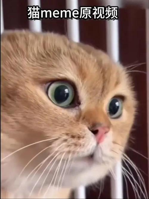 猫的视频搞笑视频缩略图