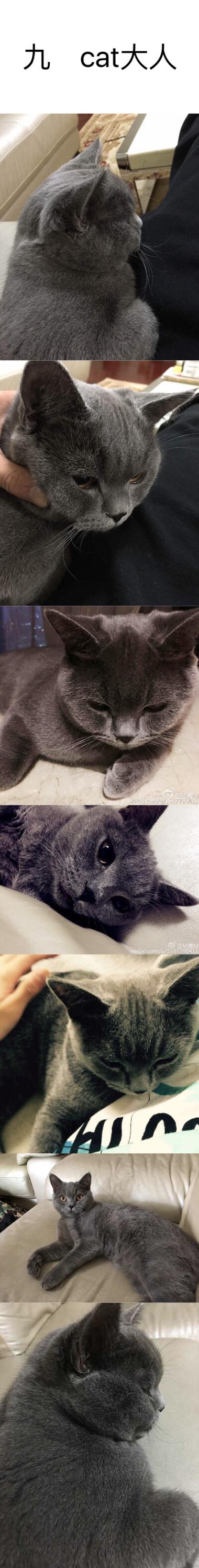他的猫po笔趣阁