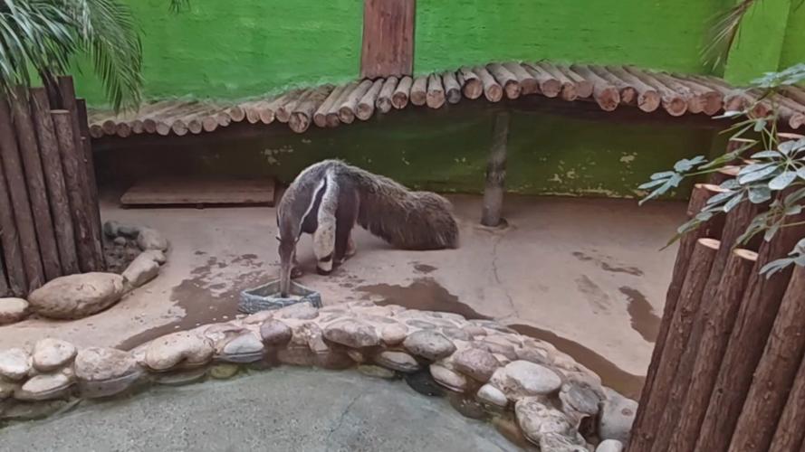 食蚁兽动画片图标