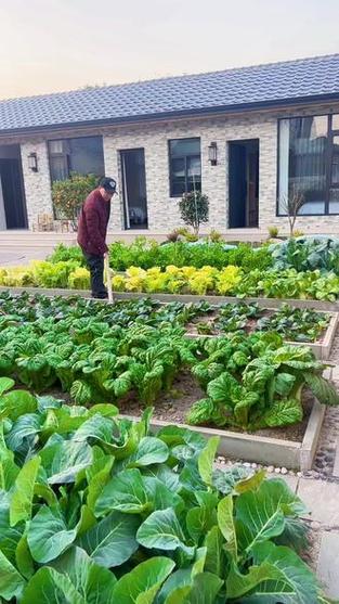 带菜园的农家小院出租游戏截图