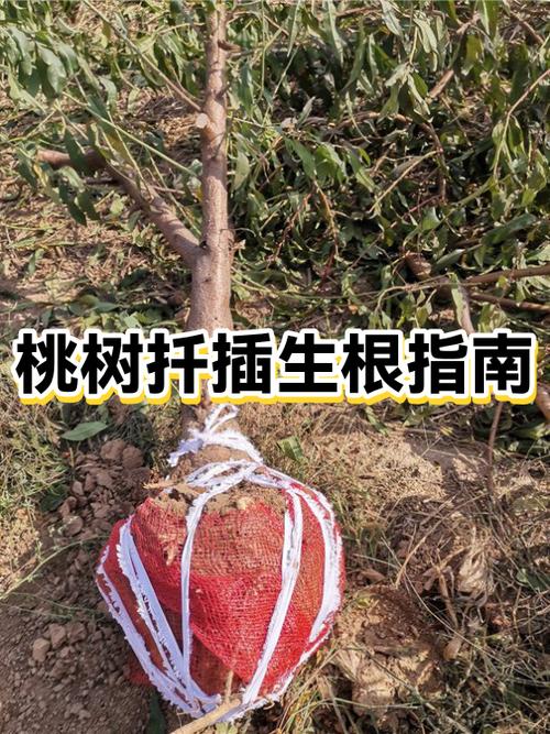 桃树扦插时间和方法图标