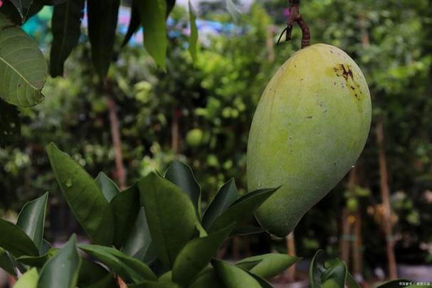 芒果树冬天怎么过冬游戏截图