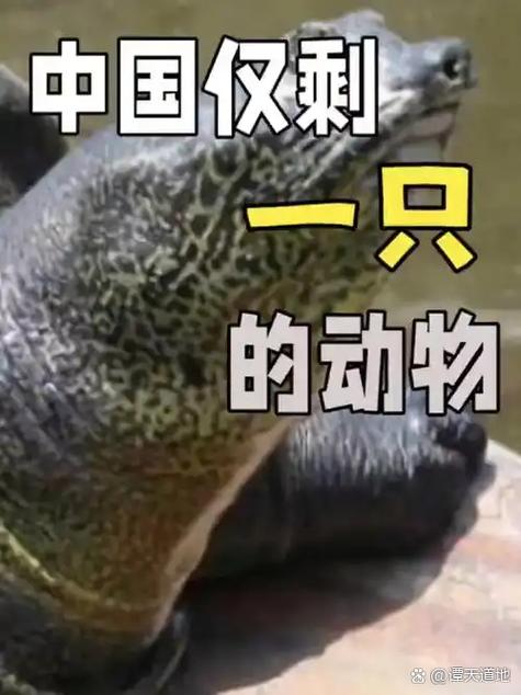 国家一二三级保护动物名单图标