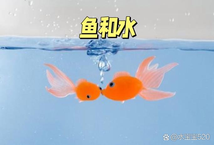 鱼在爱情里代表什么意思缩略图