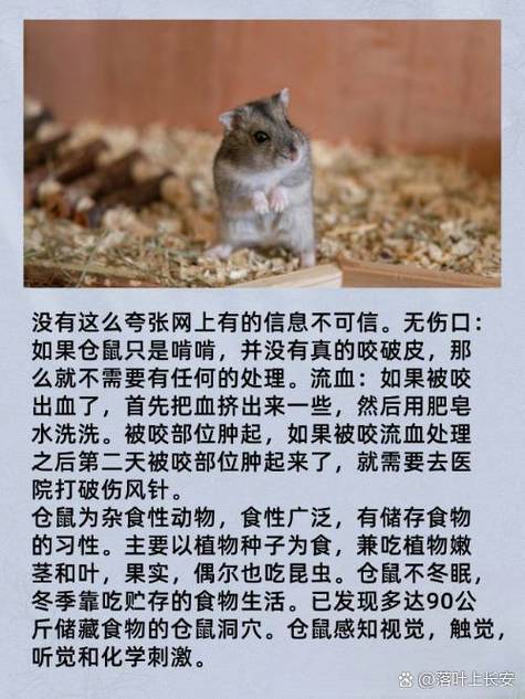 仓鼠咬了有事吗缩略图