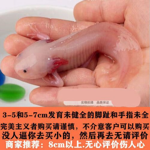 粉色六角蝾螈图标
